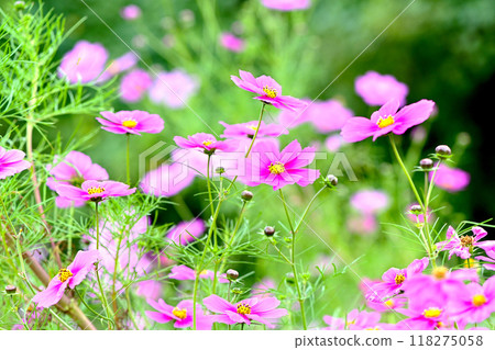 Autumn flower scenery: Soothing cosmos flowers Autumn flower scenery: Soothing cosmos flowers 118275058