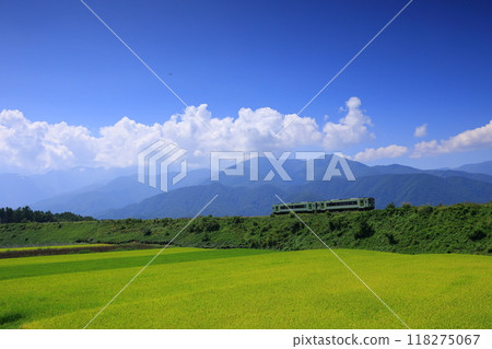 Golden ripe rice and the Koumi Line 118275067