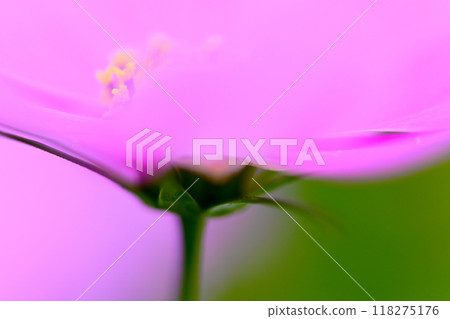 秋花景觀 波斯菊花 秋花景觀 波斯菊花 118275176