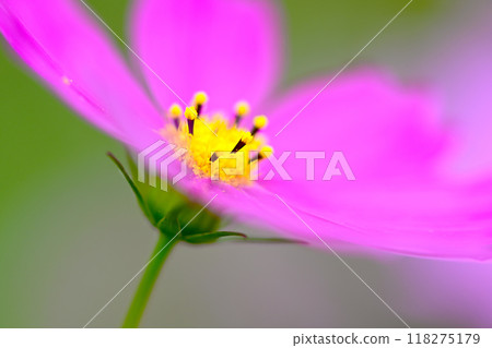 秋花景觀 波斯菊花 秋花景觀 波斯菊花 118275179