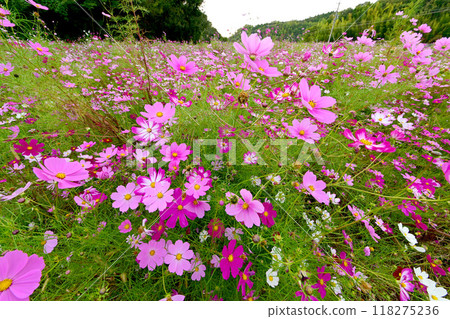 Cosmos field in full bloom at Okudono Jinya in Okazaki City 118275236