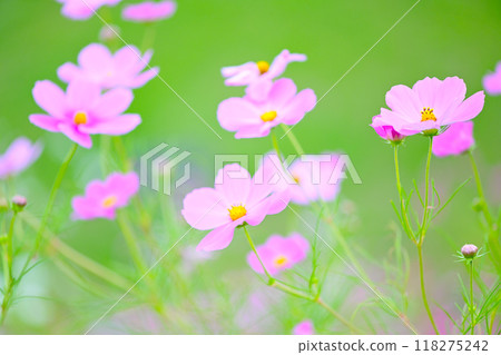秋花風景：舒緩的秋櫻花 118275242