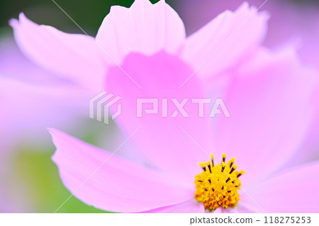 美麗可愛的波斯菊 118275253