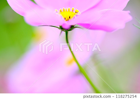 美麗可愛的波斯菊 美麗可愛的波斯菊 118275254