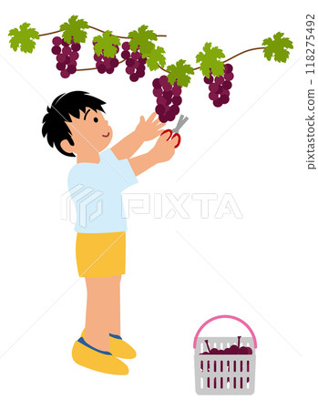 Illustration of children experiencing grape picking 02 Illustration of children experiencing grape picking 02 118275492