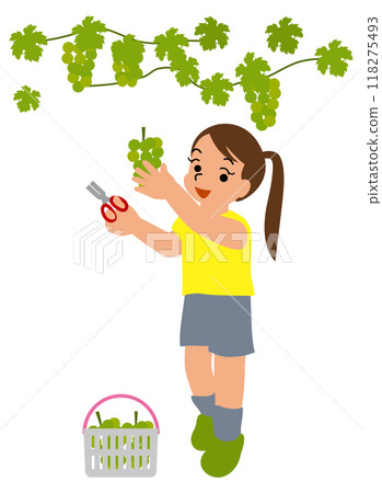 Illustration of children experiencing grape picking 03 Illustration of children experiencing grape picking 03 118275493