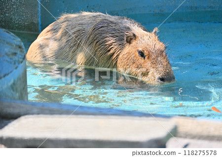 Capybaras entering the pool at Hinotonton Zoo (Hamura Zoological Park) Capybaras entering the pool at Hinotonton Zoo (Hamura Zoological Park) 118275578