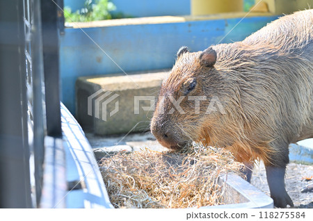 A close-up of a capybara's face while eating at Hinotonton Zoo (Hamura City Zoological Park) 118275584