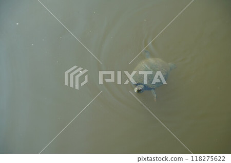 Turtle 118275622
