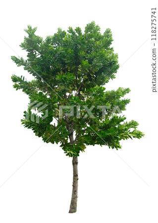 Calophyllum inophyllum (Tamanu tree) 118275741