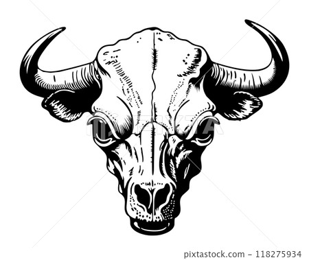 Cow skull. Black and white vector isolated illustration 118275934