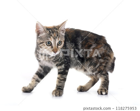 little cat in studio little cat in studio 118275953