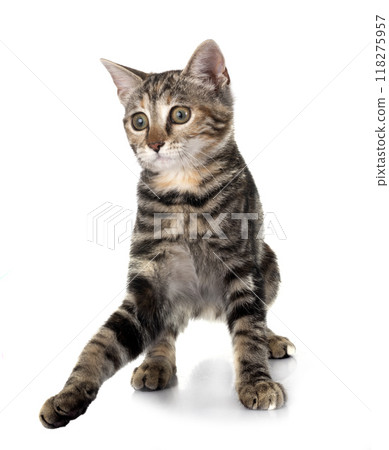 little cat in studio 118275957