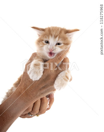 young Kurilian Bobtail in studio 118275968