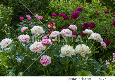 Pink double peony Etched salmon bloomed in summer 118276299