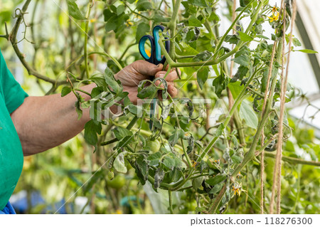 Woman is pruning tomato plant branches in the greenhouse. Trimming diseased tomato leaves in a greenhouse Woman is pruning tomato plant branches in the greenhouse. Trimming diseased tomato leaves in a greenhouse 118276300