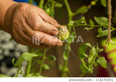 sick and rotten tomato, hand holding a tomato, harvest in a warm vegetable garden, moldy vegetable, green tomatoe 118276301