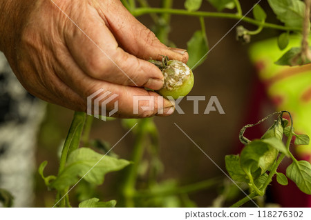 sick and rotten tomato, hand holding a tomato, harvest in a warm vegetable garden, moldy vegetable, green tomatoe 118276302