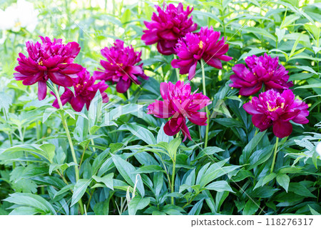 Paeonia Lactiflora Grp Peter Brand in garden 118276317