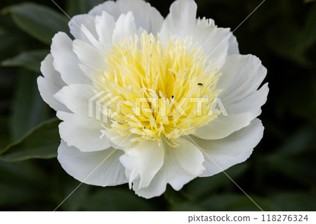 Peony variety 'Honey Gold'. Beautiful creamy white flowers with yellow center, close-up 118276324