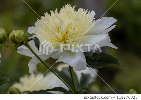 Peony variety 'Honey Gold'. Beautiful creamy white flowers with yellow center, close-up Peony variety 'Honey Gold'. Beautiful creamy white flowers with yellow center, close-up 118276325