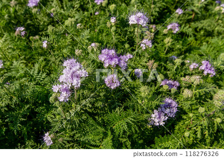 Lacy phacelia, blue tansy or purple tansy. Phacelia tanacetifolia 118276326