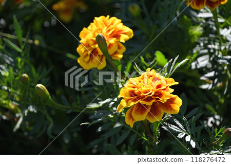 Marigold Marigold 118276472