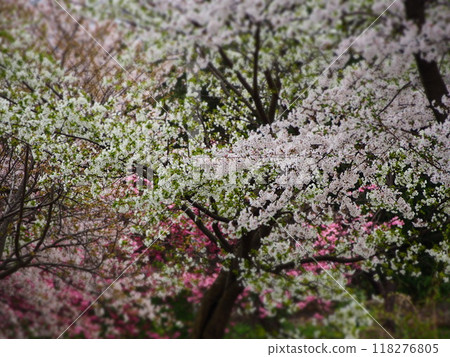 春天的景色櫻花盛開 春天的景色櫻花盛開 118276805