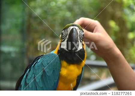 human hand stroking macaw head while hanging on log in park 118277261