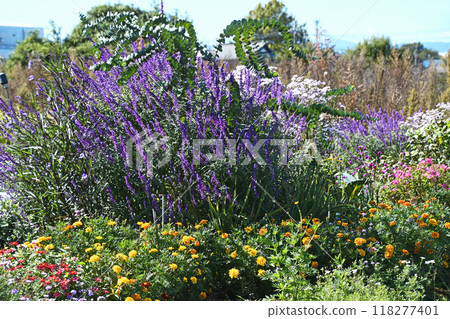 Colorful autumn flower field Colorful autumn flower field 118277401