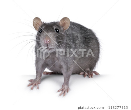 Blue adult rat on white background Blue adult rat on white background 118277513