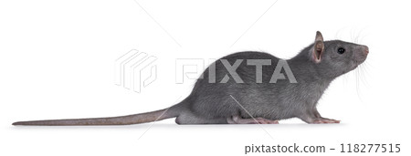 Blue rat on white background Blue rat on white background 118277515