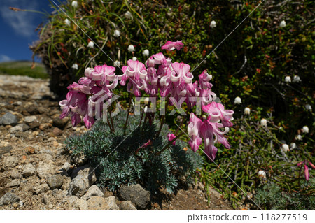 荷包牡丹，高山植物女王，北海道大雪山 118277519