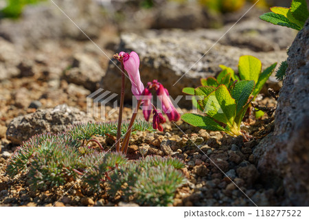 Dicentra, the queen of alpine plants, Mount Daisetsu, Hokkaido Dicentra, the queen of alpine plants, Mount Daisetsu, Hokkaido 118277522