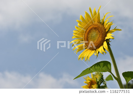 夏日天空中閃耀的大向日葵 118277531
