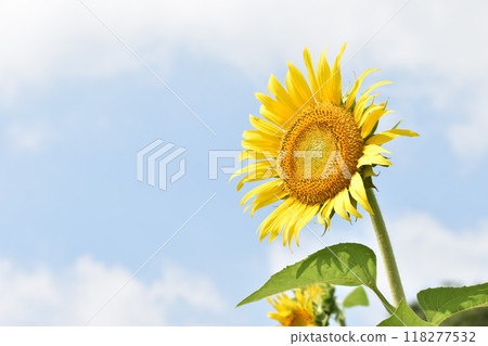 夏日天空中閃耀的大向日葵 118277532