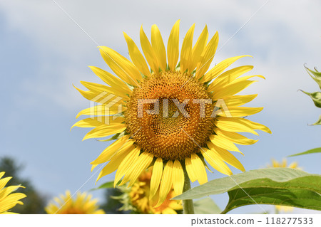 夏日天空中閃耀的大向日葵 118277533