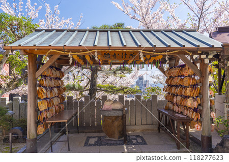 Spring in Kobe: Kitano Tenmangu Shrine - Cherry blossoms in full bloom and a place to make wishes 118277623