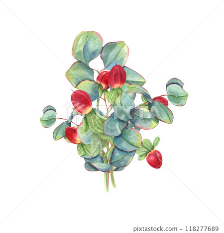 Eucalyptus branches, red berries bouquet in realistic style. Greenery with St Johns wort herb watercolor floral illustration. For greeting cards, invitation, wedding decor 118277689