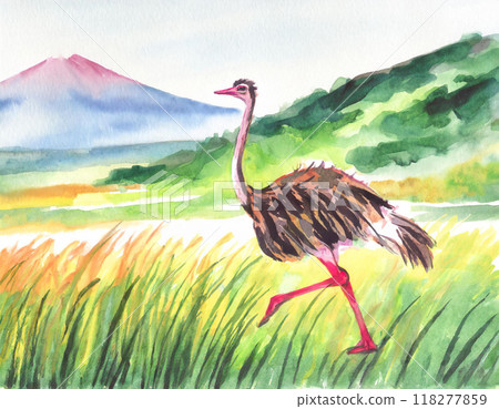 Ostrich painted in watercolor 118277859