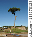 Lonely pine Pinus pinea, growing on the ruins of ancient Rome, surrounded by vibrant greenery and a clear sky. 118278128