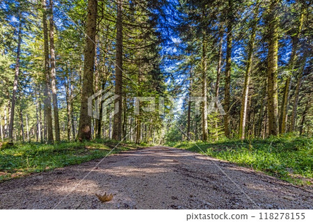 Panoramic picture along a forest path through a dense green forest 118278155