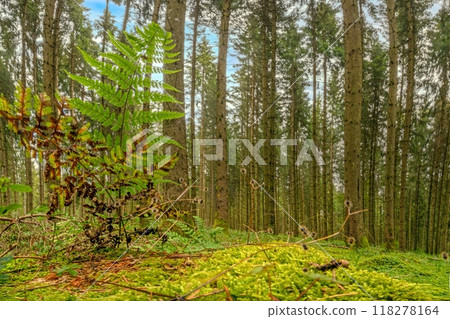 Panoramic picture of a natural dense German forest in summer with lots of green ground vegetation 118278164