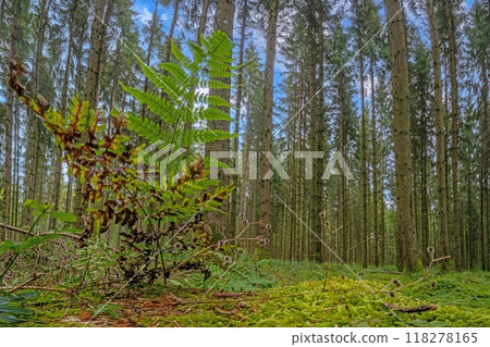 Panoramic picture of a natural dense German forest in summer with lots of green ground vegetation 118278165