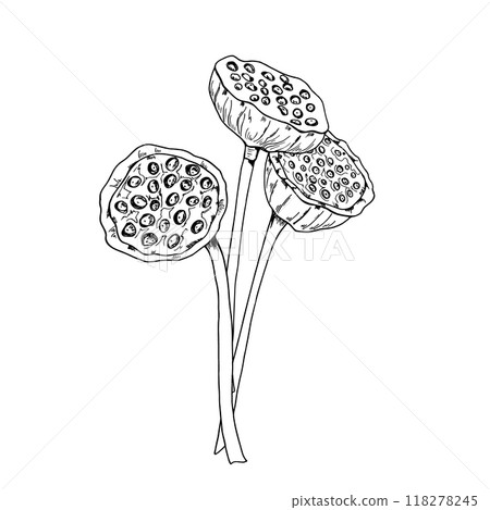 Lotus seed head bouquet. Tropical aquatic Water Lily pods painted by black inks. Dried oriental exotic flower vector botanical illustration for cosmetic, ayurveda products. Lotus seed head bouquet. Tropical aquatic Water Lily pods painted by black inks. Dried oriental exotic flower vector botanical illustration for cosmetic, ayurveda products. 118278245