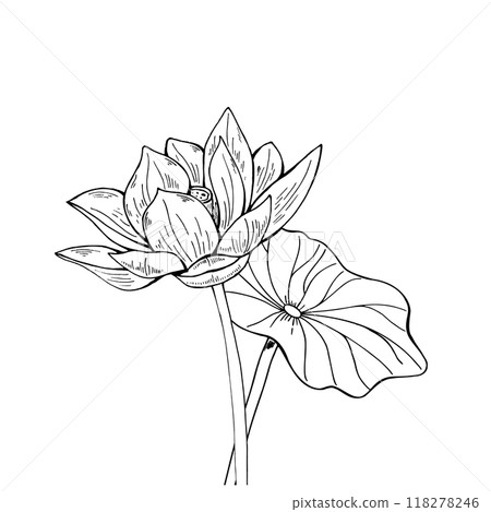 Pink Lotus flower and green Leaf. Blooming Water Lily. Watercolor illustration isolated on white background. Hand drawn composition for poster, cards, greeting, cosmetics packaging, spa center 118278246