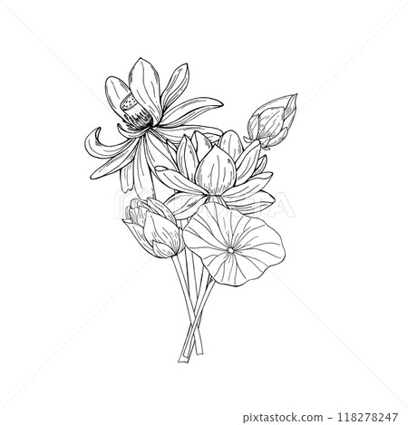 Monochrome blooming lotus bouquet vector illustration painted by black inks. Transparent water lilies among leaves etching drawing. For cosmetics packaging, stationery. Monochrome blooming lotus bouquet vector illustration painted by black inks. Transparent water lilies among leaves etching drawing. For cosmetics packaging, stationery. 118278247