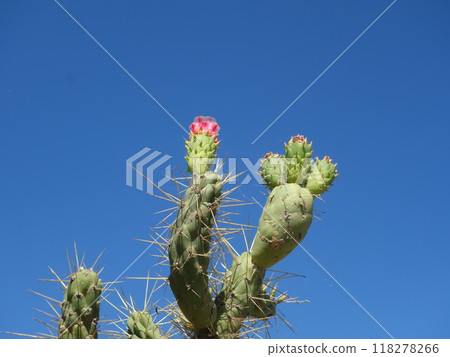 Opuntia cactus Opuntia cactus 118278266