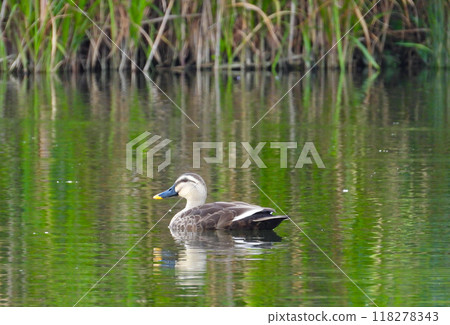 Common duck swimming in the river Common duck swimming in the river 118278343