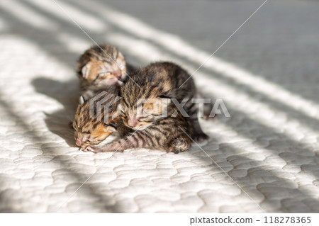 Cat birth: 3-day-old kittens sleeping together Cat birth: 3-day-old kittens sleeping together 118278365